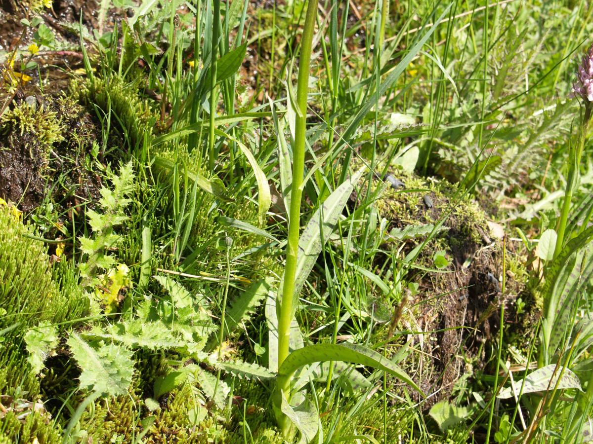 Orchid, Heath Spotted leaf